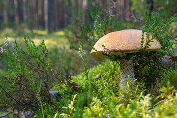 Tasty edible beautiful mushroom boletus edulis, penny bun, cep, porcino or porcini in a beautiful...