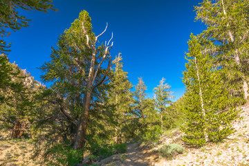 Fototapeta na wymiar Amazing Ancient Bristlecone Pine Forest