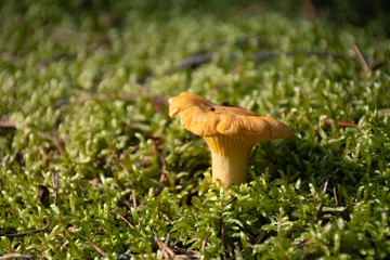 Wild golden-colored delicacy chanterelle mushroom in the forest amount green moss and grass, wild edible mushrooms, close up 