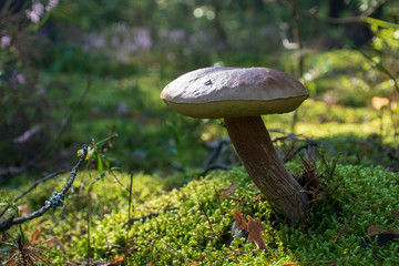 Fototapeta na wymiar Tasty edible mushroom boletus edulis, penny bun, cep, porcino or porcini in a beautiful forest among moss, close up