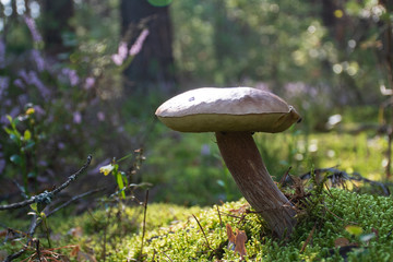 Obraz na płótnie Canvas Tasty edible mushroom boletus edulis, penny bun, cep, porcino or porcini in a beautiful forest among moss, close up