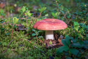 Edible small mushroom Russula with red russet cap in moss autumn forest background. Fungus in the natural environment. Big mushroom macro close up. Inspirational natural summer or fall landscape