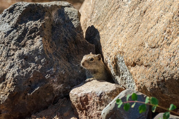 Curious Ground Squirrel in California