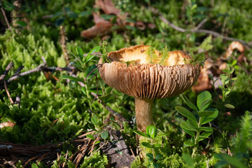 Old russula mushroom growing among moss, forest, natural landscape