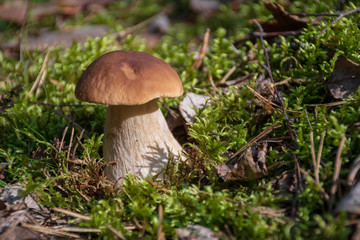 Tasty edible mushroom boletus edulis, penny bun, cep, porcino or porcini in a beautiful forest among moss, close up