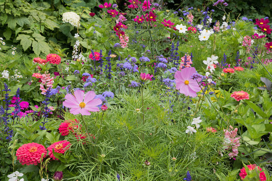 herbstliches Blumenbeet mit rosa Cosmea, Löwenmäulchen, blauer Salbei und weißen Graslilien