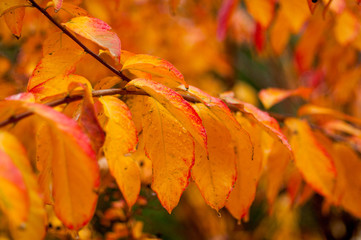 Sambucus / Elder shrub/ Elderberry tree in autumn. Yellow, orange and red leaves on branches. Fall...