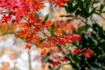 Fall season. Japanese red maple tree background