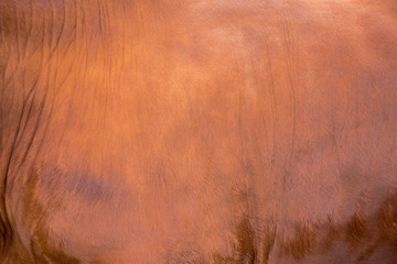 braune Kuhhaut - natürlicher Hintergrund