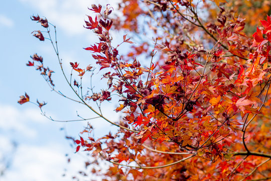 Fall season. Japanese red maple tree background