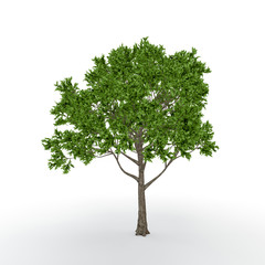 Apple tree. Isolated on white background. 3D rendering illustration.