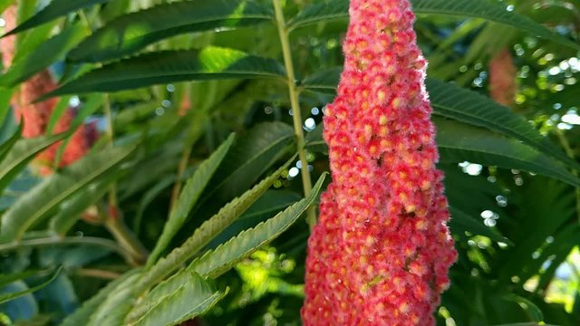 Blossomed Sumac flowering plant in a garden bush, close up reveal shot