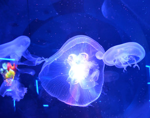Transparent jellyfish on a blue background