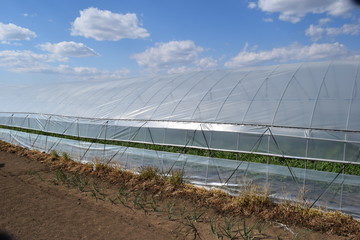 ビニールハウス栽培