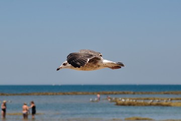 Fototapeta na wymiar Gaviota volando en Chipiona, Cádiz