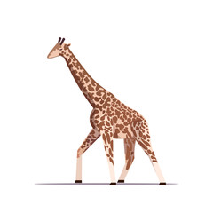 cartoon giraffe long-necked african animal standing pose white background full length flat