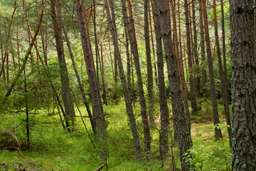 Obraz premium forêt