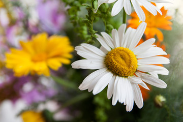 Fototapeta premium beautiful camomile on a background of wildflowers and herbs