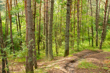 Obraz premium forêt