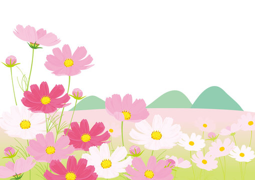 コスモス畑 背景イラスト Stock ベクター Adobe Stock