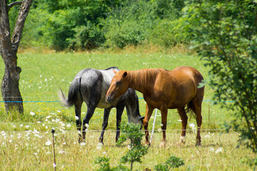 chevaux 