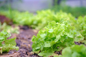 fresh green lettuce in the farm
