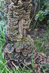 the fungus of a  tree