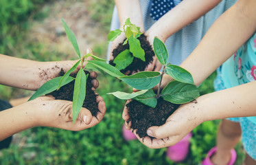 children plant plants together in their hands. Selective focus.