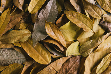 Yellow and orange autumn leaves background. Outdoor. Colorful backround image of fallen autumn leaves perfect for seasonal use. Space for text.