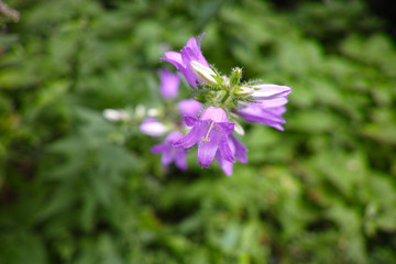 perwinkle flower in a meadow