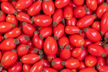 Reife geerntete Hagebutten, Hundsrose, Rosa canina