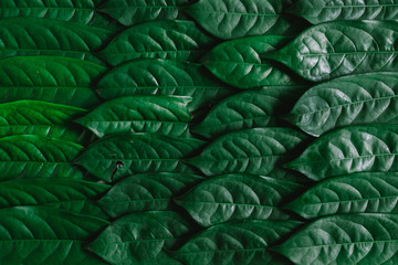 Fototapeta premium Green leaves background, Natural background and wallpaper,Flat lay.
