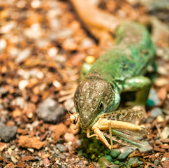 detail of a lizard eating a grasshopper
