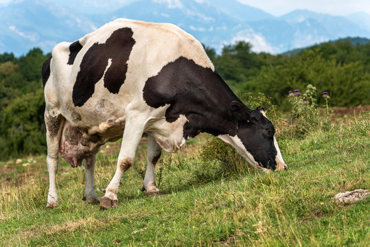 Dairy cow grazing in mountain - Italian Alps