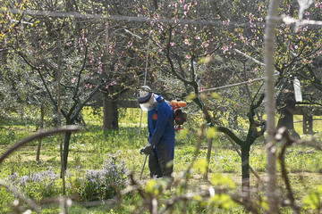 man cutting grass in a garden