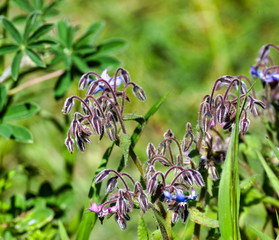 flower of borago