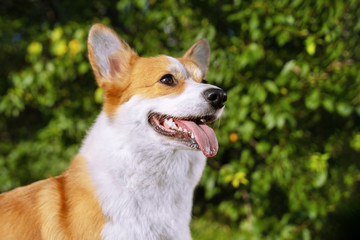 portrait happy and active purebred Welsh Corgi dog outdoors in the park on a sunny summer day.