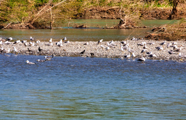 plenty bird along a beautiful river in la spezia