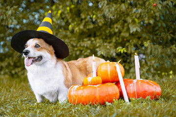 Cute Welsh Corgi dog dressed in a festive halloween black and yellow witch hat, sitting next pile of different sized orange pumpkins with burning candles on green grass on a background of trees