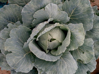 Obraz premium Cabbage cabbage in petals in a summer garden