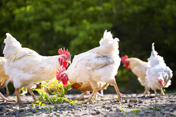white chickens eating grass at sunset on the yard