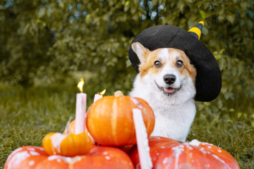 Cute Welsh Corgi dog dressed in a festive halloween black and yellow witch hat, sitting next pile of different sized orange pumpkins with burning candles on green grass on a background of trees