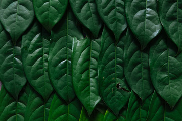 Fototapeta premium Green leaves background, Natural background and wallpaper,Flat lay.