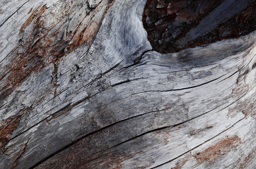 The surface of a dry tree with cracks and a knot close-up. Macro, texture, design, wallpaper