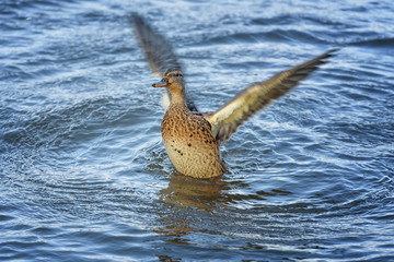 Female wild duck, mallard, Anas platyrhynchos with brown speckled plumage flaps its wings. Birds in the wildlife. Autumn landscape of the Onego Lake