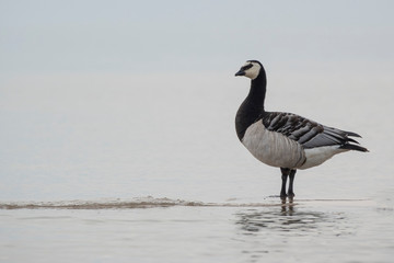 goose on water