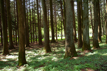 Fototapeta premium 森