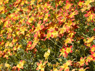 (Bidens ferulifolia) Couvre-sol de bidens hybrides bicolore aux magnifique coloris jaune et rouge...