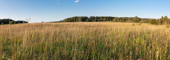 Field with grass and trees on horizon