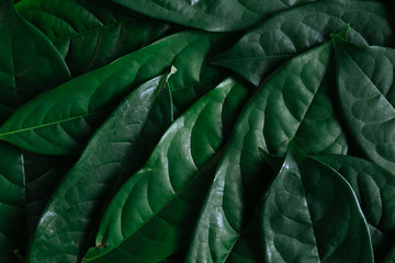 Green leaves background, Natural background and wallpaper,Flat lay.